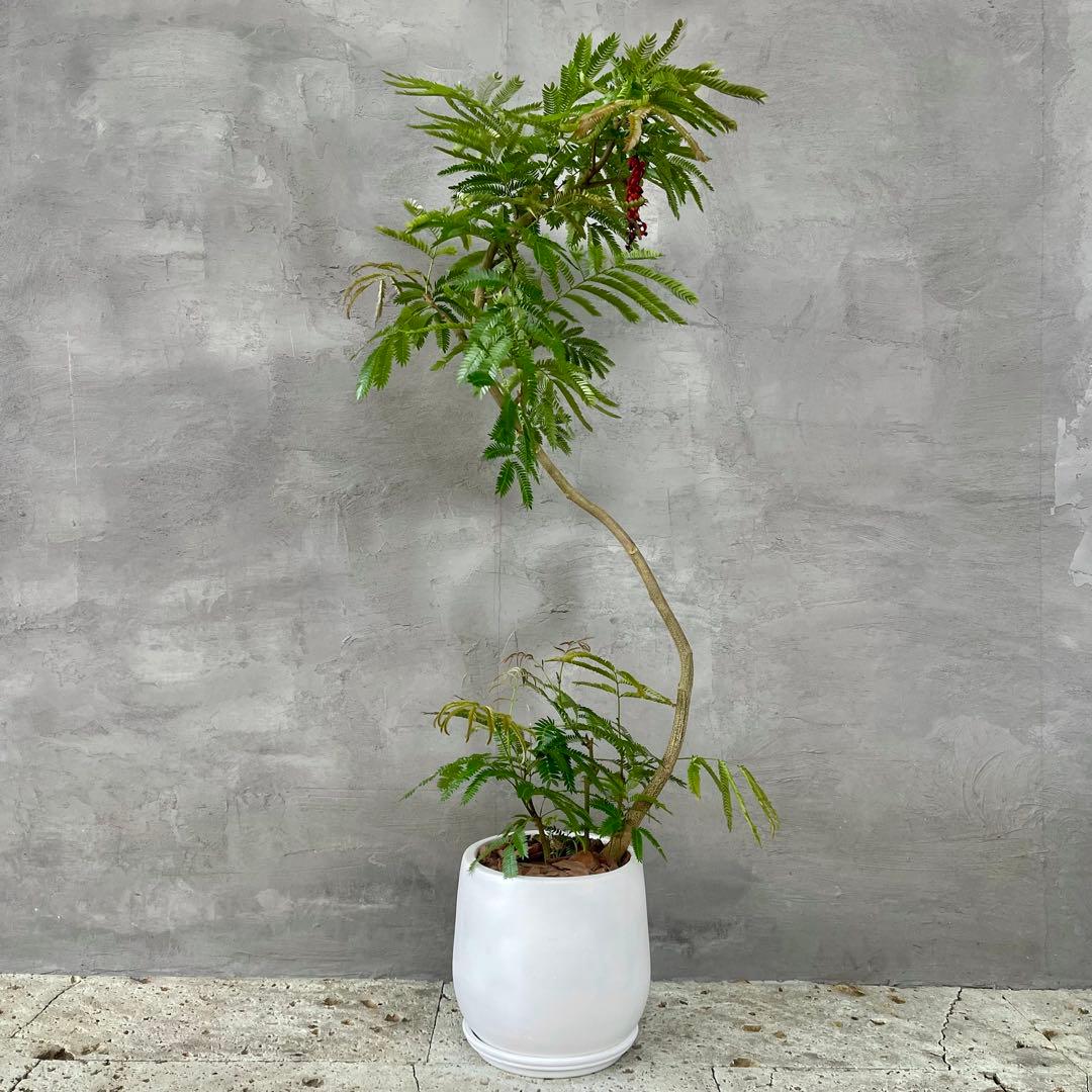 美形 大型 エバーフレッシュ S字仕立て 10号 バルーン陶器鉢 植え込み