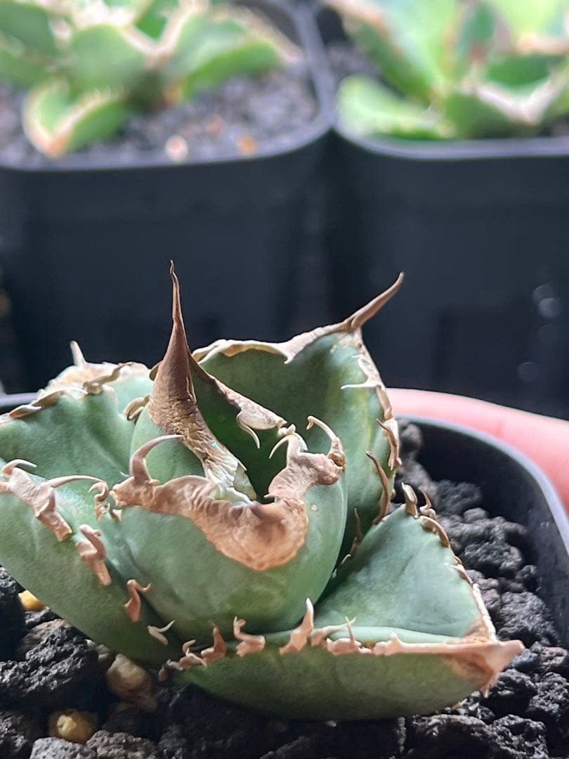 アガベ ホオジロサメ大白鯊 - 1円スタート アガベ 大白鯊 ホオジロザメ