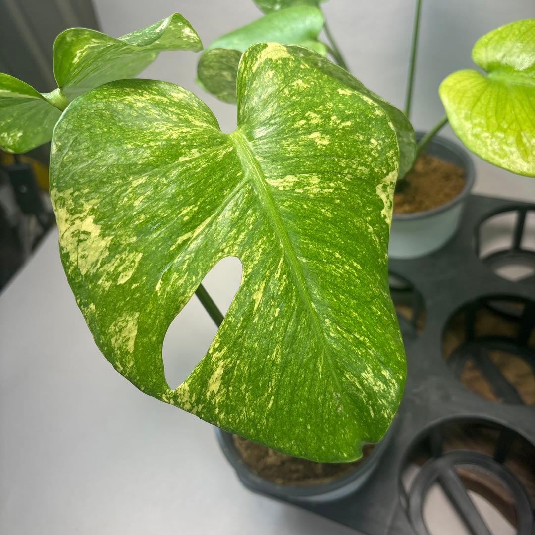 モンステラホワイトモンスター天津蘭 5株セットms43【特別選抜