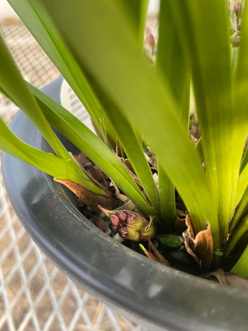 R8年キンリョウヘン花芽10本#3 - メルカリ