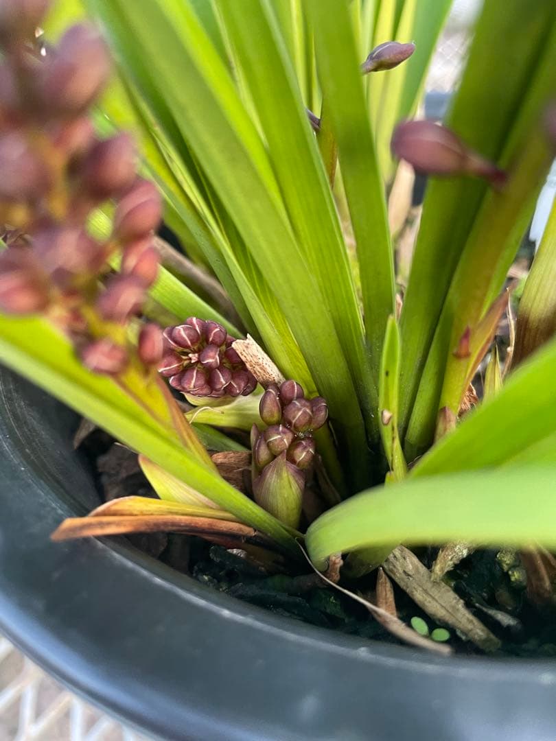 R8年キンリョウヘン花芽10本#3 - メルカリ