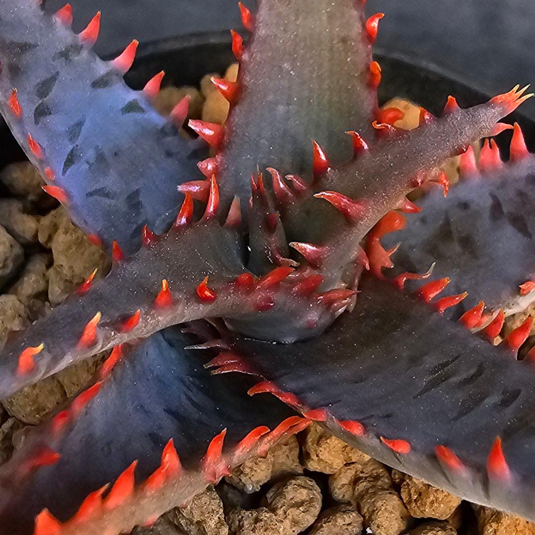 多肉植物 アロエ (ビトー×達磨コニフェラ)×ワイリーコヨーテ - メルカリ