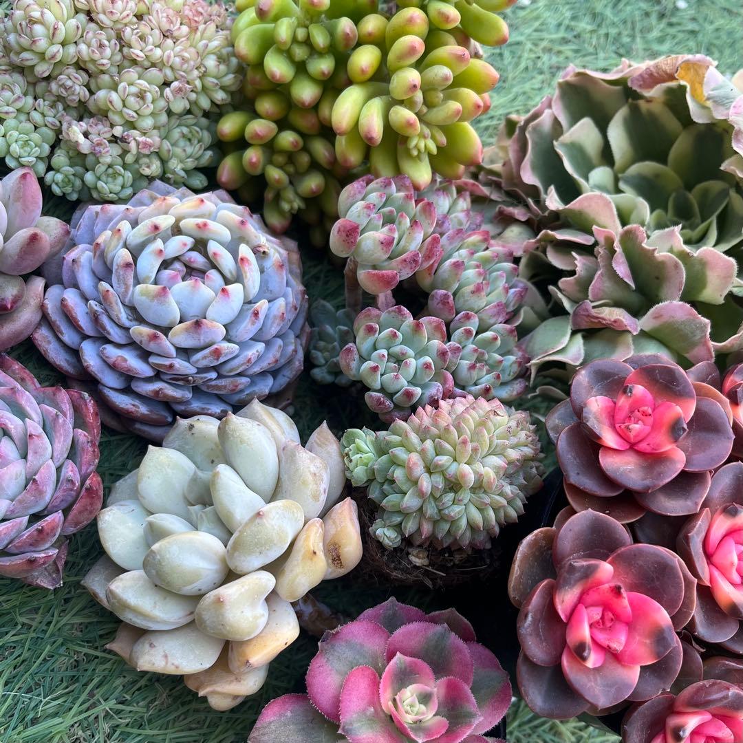 多肉たにゆ福袋 多肉植物 - メルカリ