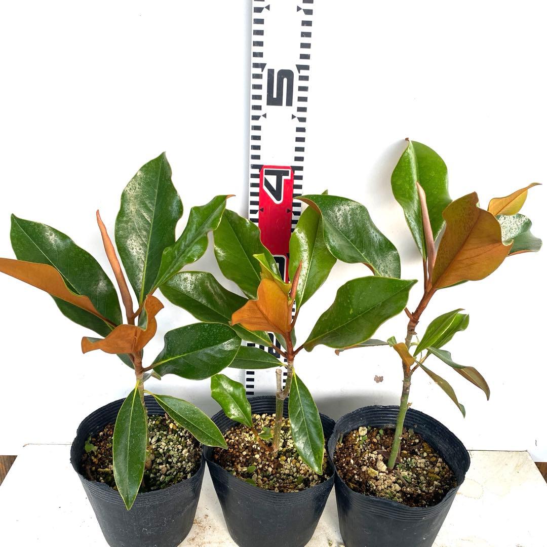 3. ケイパレス 泰山木 タイサンボク 苗 苗木 小型品種 - メルカリ