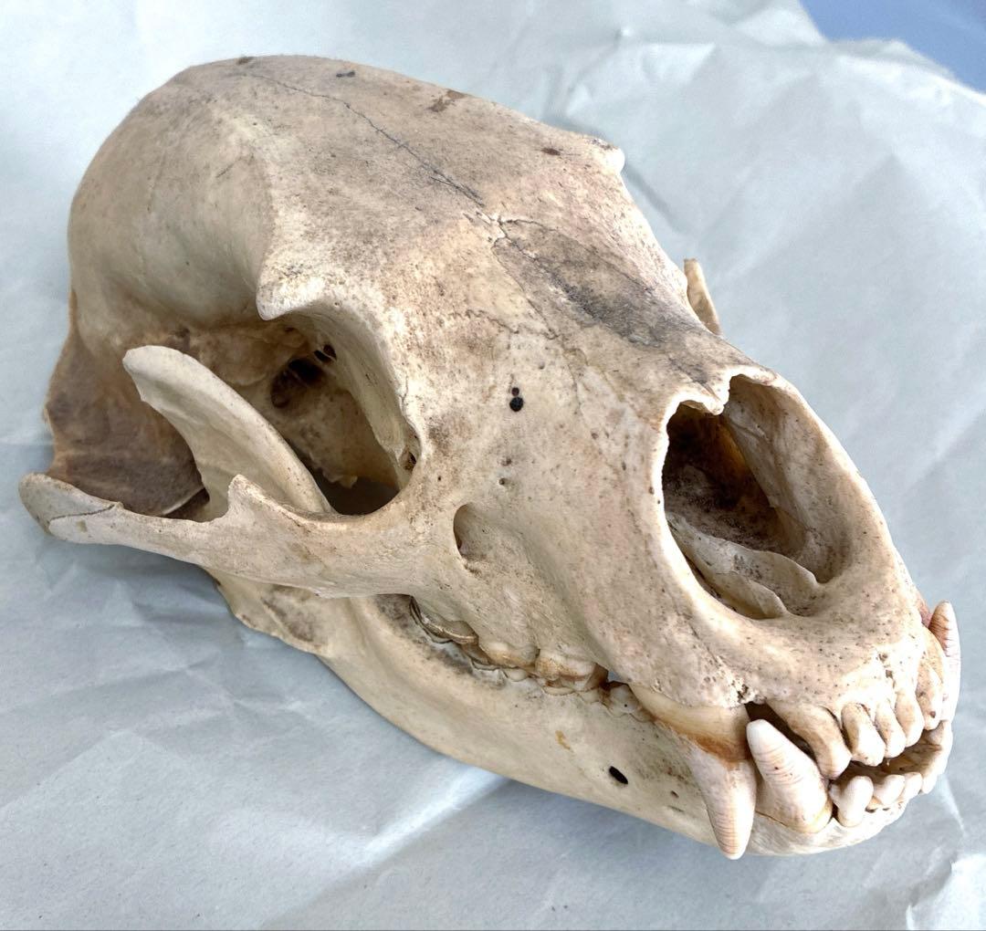 ツキノワグマ　頭骨　頭蓋骨　標本　置物 熊 ツキノワグマ 頭蓋骨 標本 魔除け Yahoo!オークション - ヒグマの