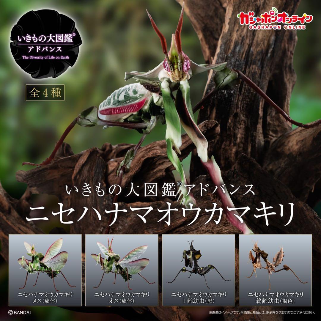 シ*ン様 いきもの大図鑑アドバンス　ニセハナマオウカマキリコンプリート いきもの大図鑑アドバンス ニセハナマオウカマキリ｜ガシャポン