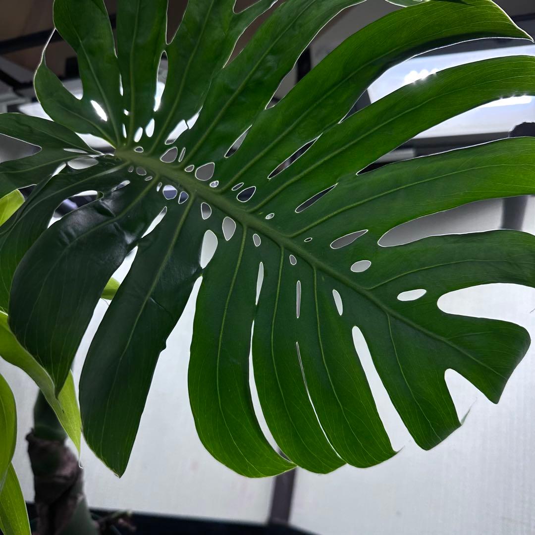 モンステラデリシオーサマクロコズム超希少系統鉢植え67㎝