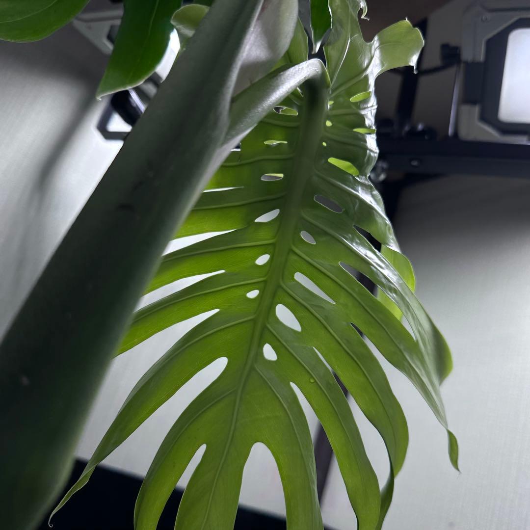 モンステラデリシオーサマクロコズム超希少系統鉢植え67㎝