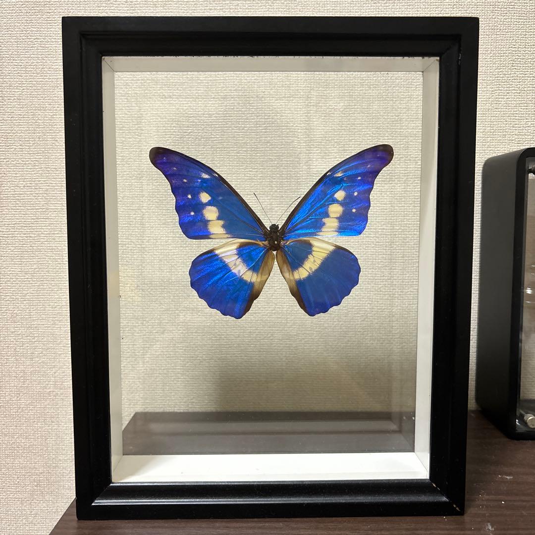 ヘレナモルフォ 標本 - メルカリ