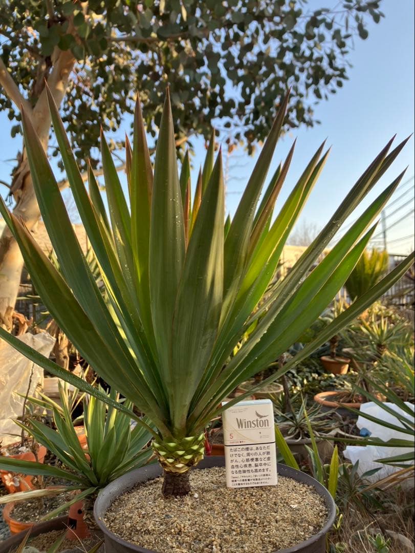 ユッカグロリオサ 極太美株 - メルカリ