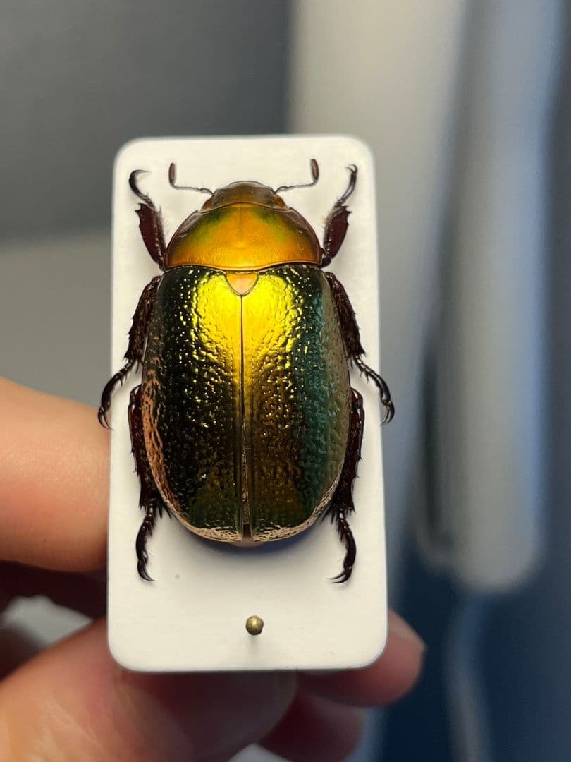 最新作】ボウカルディプラチナコガネ Chrysina 頭が赤！昆虫標本