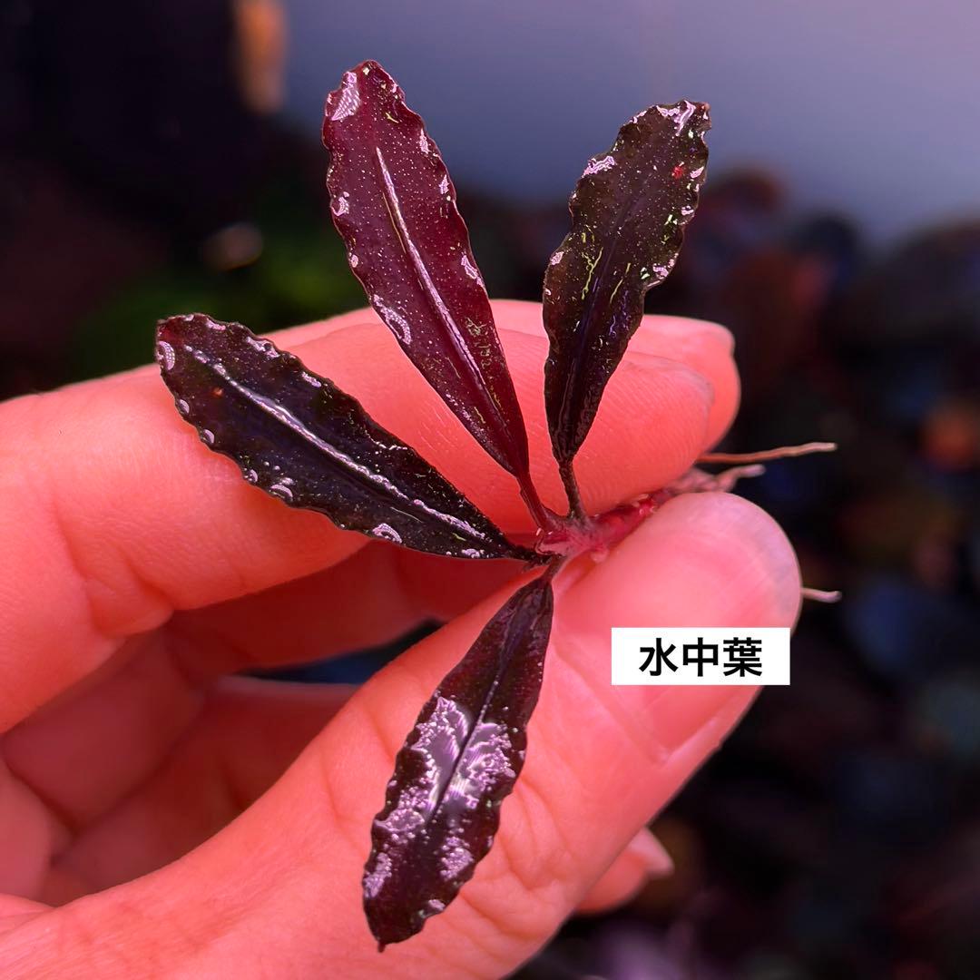 ブセファランドラ ブラウニーゴースト2011-2012ナカモト1株