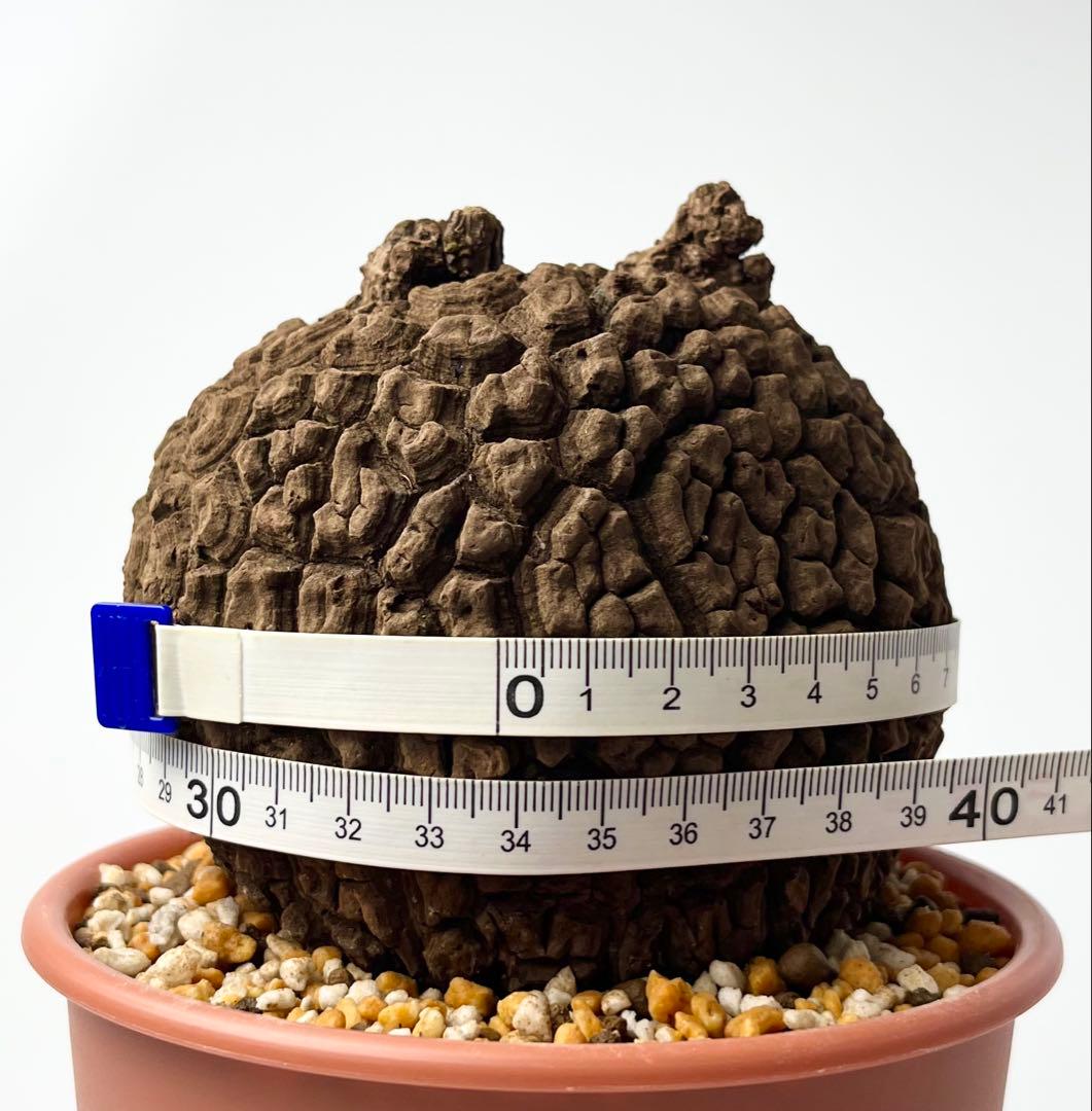 ピザ様 専用【極美/大株/塊根植物】ステファニア スベローサ 大株 鉢植え