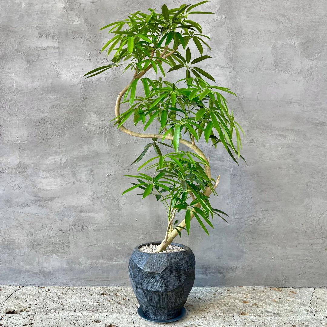大型 シェフレラ アンガスティフォリア S字仕立て 陶器鉢 植え込み発送