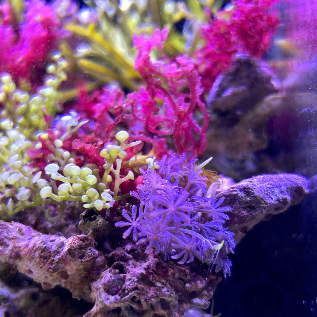 ☆】海藻等色々ついたライブロックと海藻セット