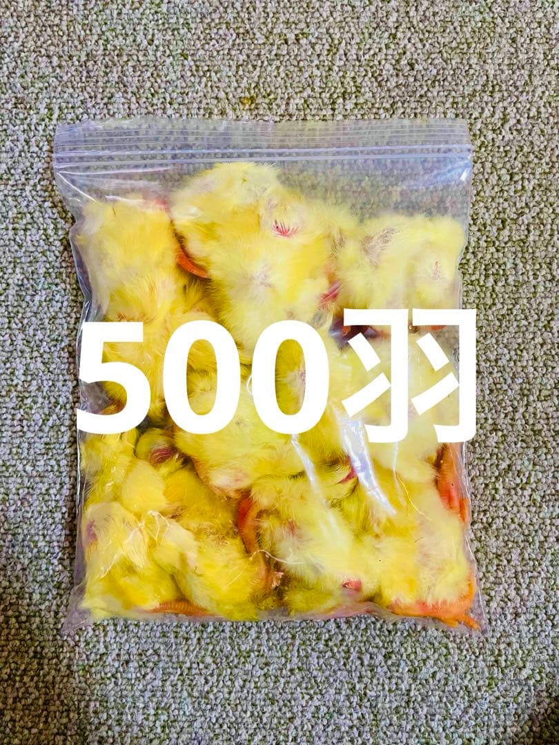 【リピート購入で＋10羽】 送料無料 国産 新鮮安全 冷凍ひよこ 500羽 リピート購入で＋10羽】 送料無料 国産 新鮮安全 冷凍ひよこ 50羽