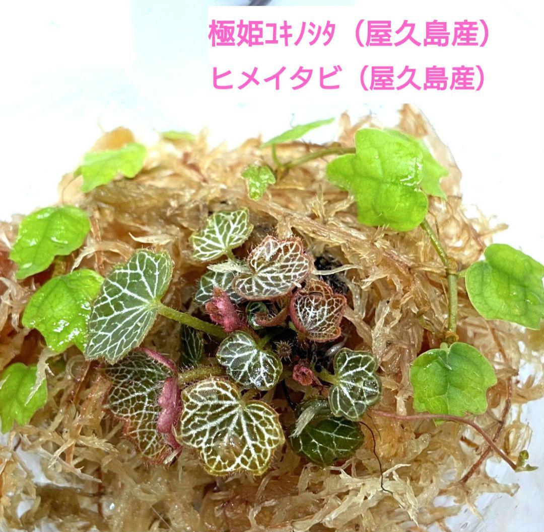 パルダリウム 屋久島2種類 極姫ユキノシタ&ヒメイタビセットNo.3