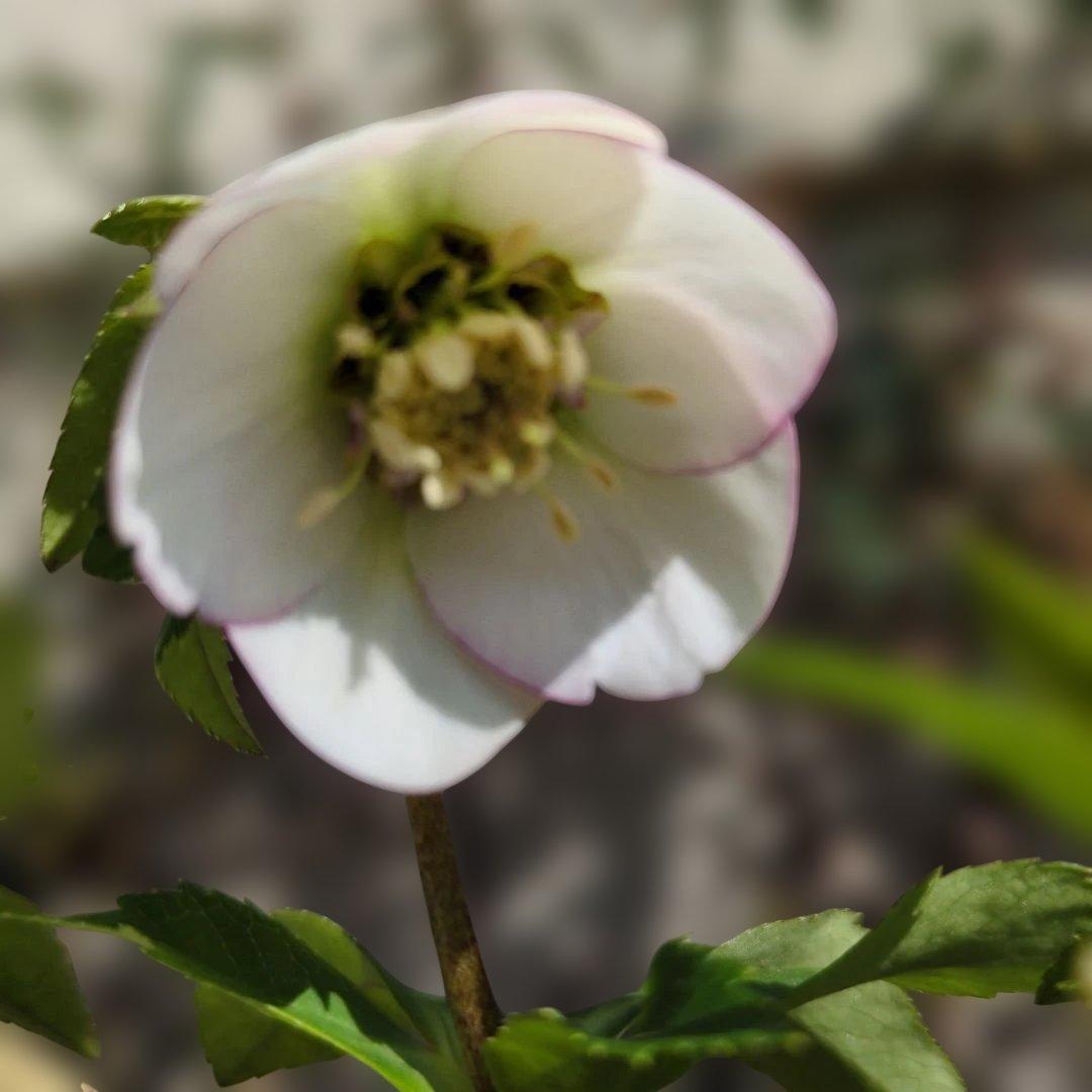 クリスマスローズ 大木ナーサリー foujita フジタ ss 6号苗 クリスマス