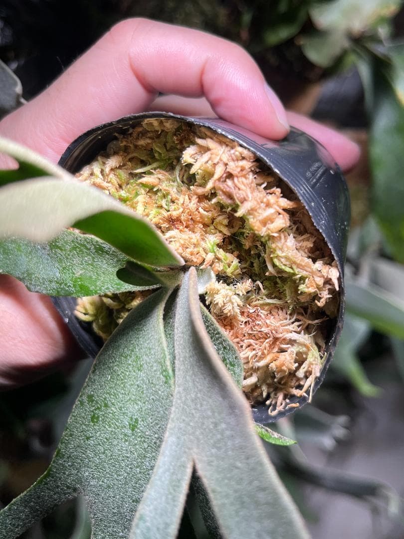 し*ー様 【金童・特価】P. willinckii 'Golden Boy' s