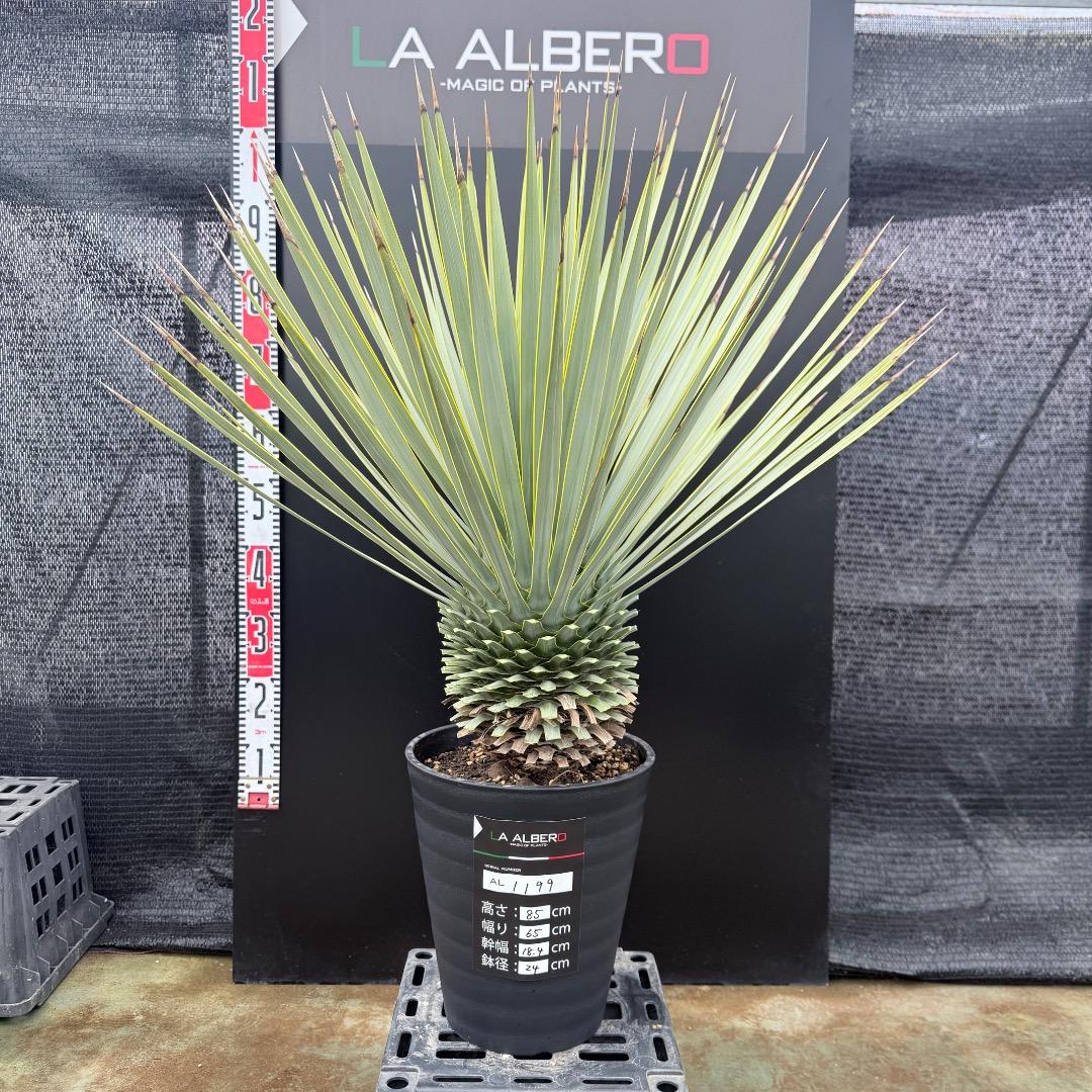 【AL1199】ユッカ　ロストラータ AL1164】ユッカ ロストラータ - メルカリ