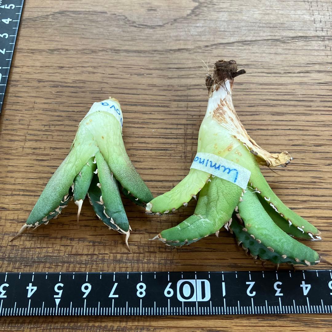 レ*ド様 【初売りオークション】124 匿名配送 REZA産　アガベ　ノヴァ/ル