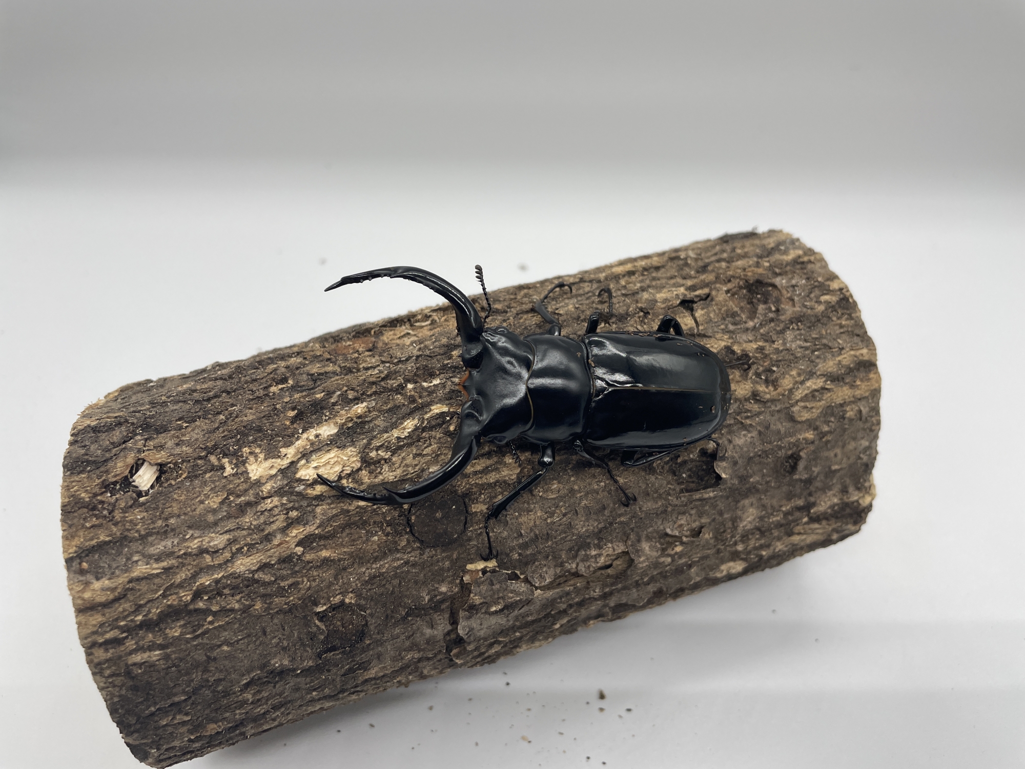 わ*木様 ウエストウッディオオシカクワガタ 標本 ラグジュアリー 昆虫