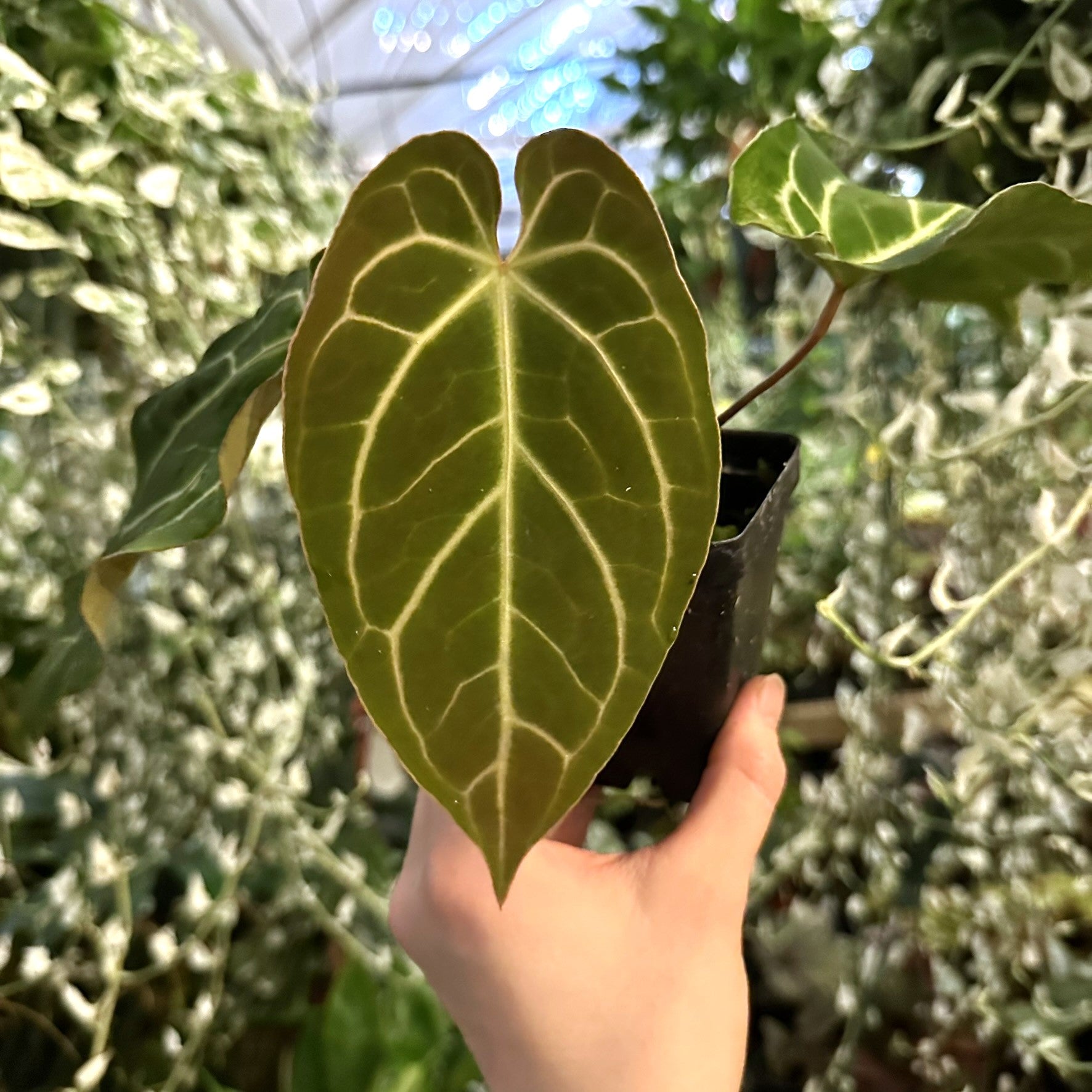 IMG_8545.jpg?v=1734681883