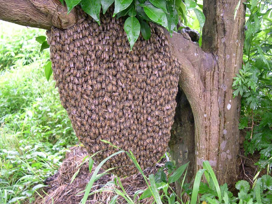 ニホンミツバチの分蜂群の捕獲方法｜初心者でも成功率を上げる6つのコツ