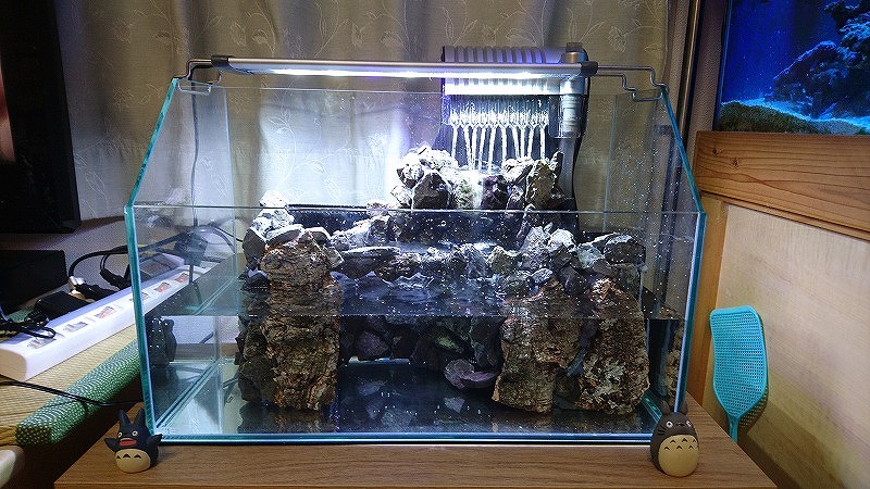 おうちの中で滝気分！？滝のあるアクアテラリウム水槽を立ち上げる