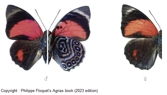 Agrias claudina Croesus ミイロタテハ Agrias claudina Croesus