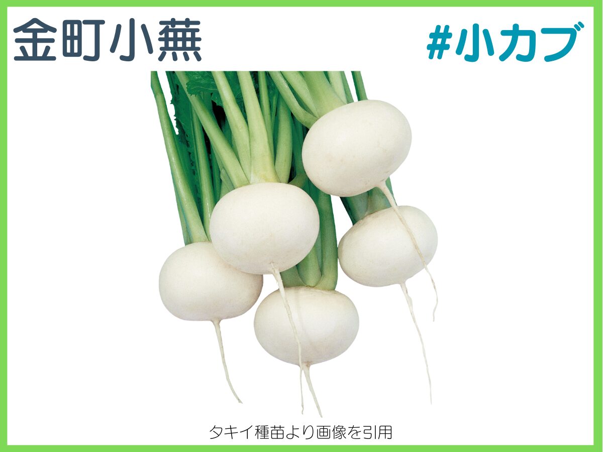 カブの品種19選！図解付きで分かりやすく解説【家庭菜園】｜マイナビ農業