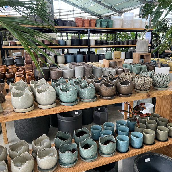 観葉植物専門店【AONOKI】うるま本店