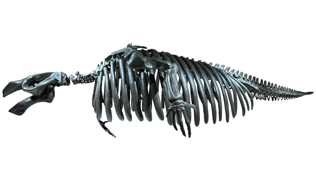 海の化石ミュージアム │ AOAO SAPPORO