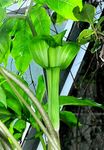 オオアマミテンナンショウ」 – 奄美新聞