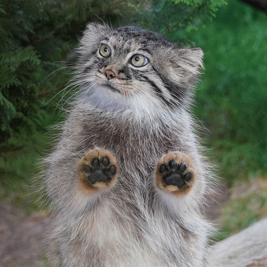 マヌルネコ初のビジュアル図鑑『マヌルネコ 15の秘密』発売 - amass