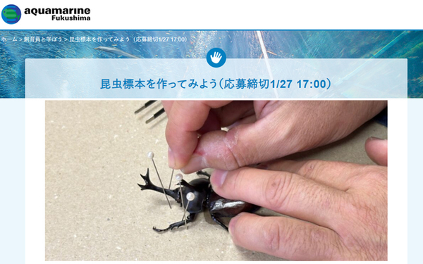 昆虫の生きた証「昆虫標本」を作ってみよう！ 【磐越自動車道 猪苗代