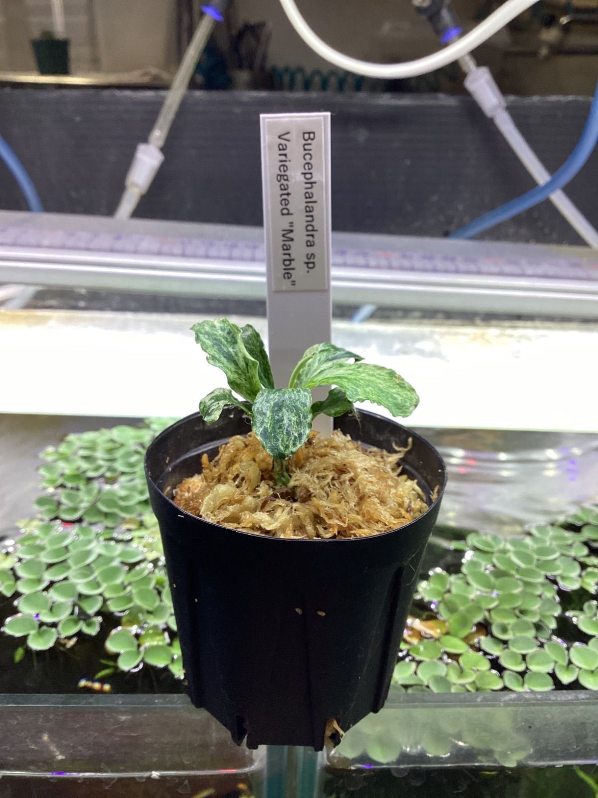 水草 Bucephalandra sp. White Marble Big leaf Bucephalandra