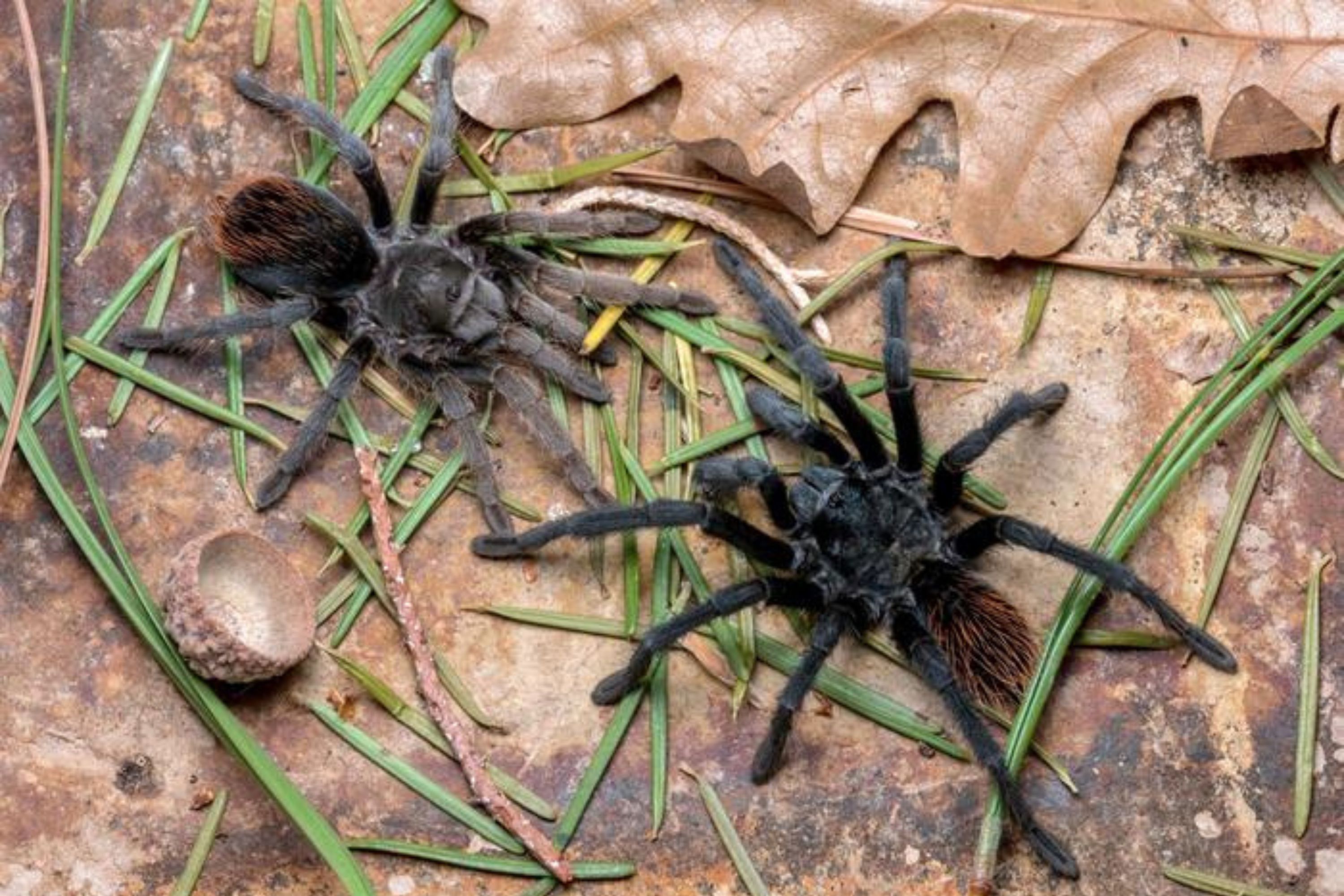 2453932-new-tarantulas.jpg?w=