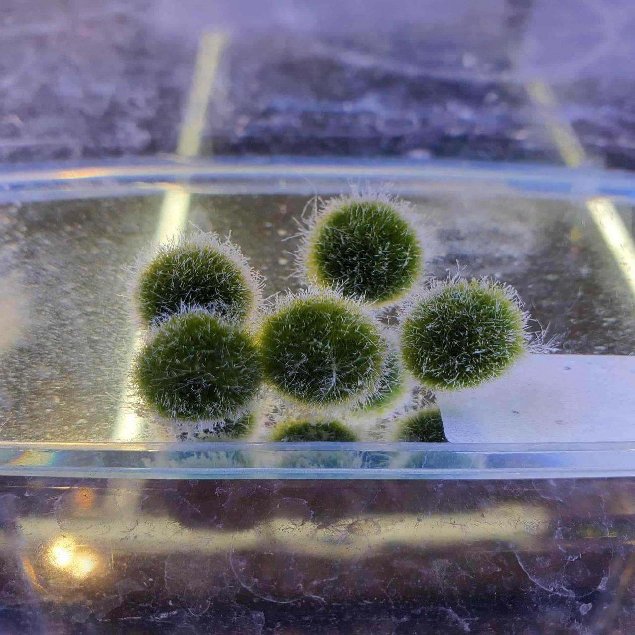 癒しのまりも まりもってなにもの？｜moss paradise3055（モスパラ）