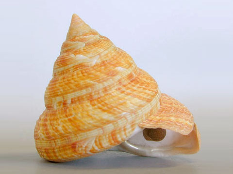 ギャラリー | 鳥羽水族館公式ホームページ