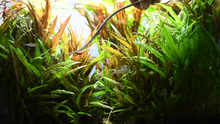 ADA プロシザース シリーズ : アクア製品紹介