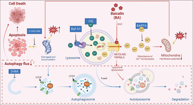 Baicalin induces cell death of non-small cell lung cancer cells