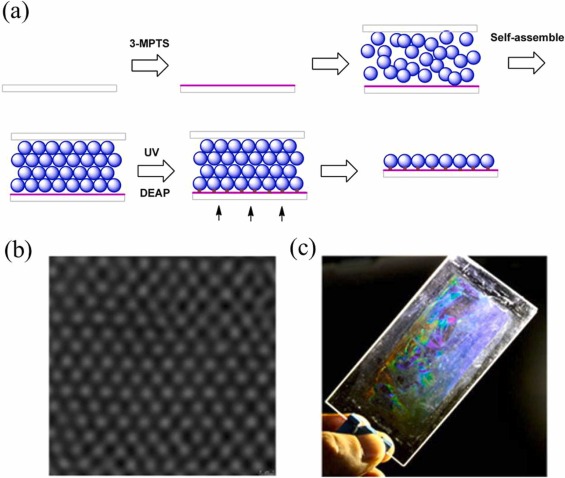 Two-dimensional colloidal crystal of soft microgel spheres