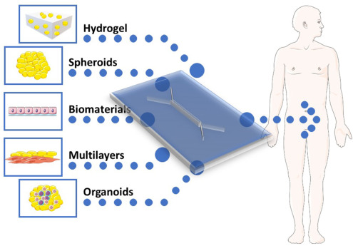Review: 3D cell models for organ-on-a-chip applications