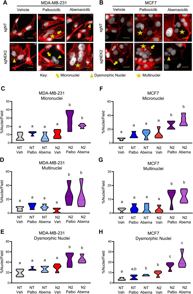 Targeting the mitotic kinase NEK2 enhances CDK4/6 inhibitor