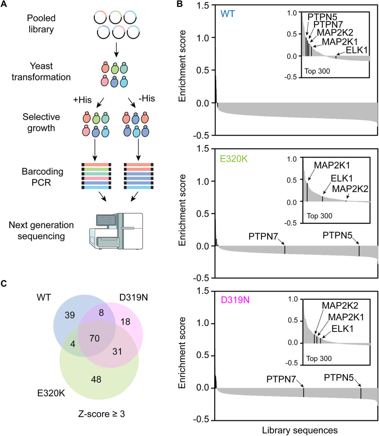 Cancer hotspot mutations rewire ERK2 specificity by selective