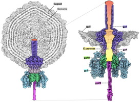 Structural basis for bacteriophage P22 assembly and infection