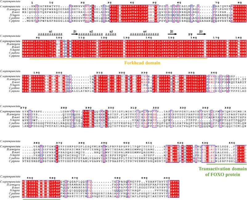 Regulation of forkhead box O transcription factor by insulin