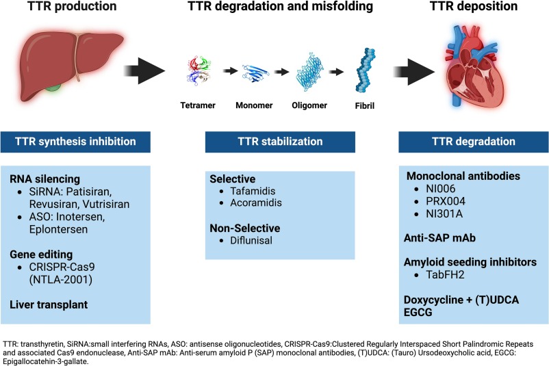 Optimizing drug therapies in cardiac amyloidosis - ScienceDirect