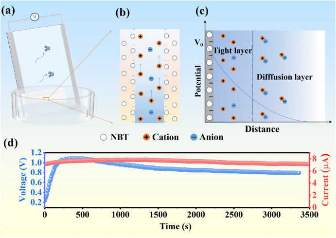 A water evaporation-induced generator based on sodium bismuth